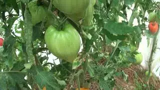 Томаты  август 2019 года  Лебедева Зоя