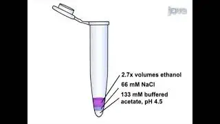 Examination of tRNA aminoacylation levels across the genome utilizing microarray technology