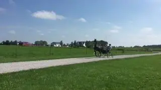 Dutch Harness Horse Franko (Victory x Nando)