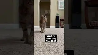 #cat #kittypets #kitty #kitten #kittycat #pets #petlover #catlover #cute #oldcat #seniorcat