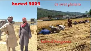 Harvest  2024