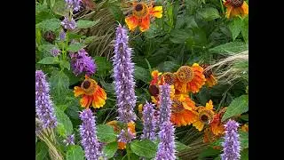 Levende tuin met veel planten