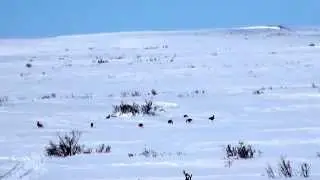 Охота на Чукотке Весенняя охота на гусей