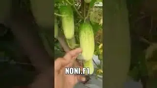 Timun Baby Noni F1, Peluang harapan bagi petani Timun Lalap saat ini