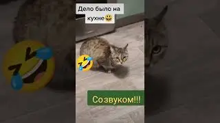 КОШКА И ВЗГЛЯД ОРЛА😀😀😀