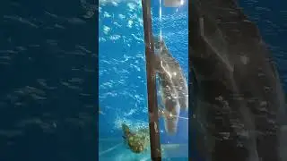 King lobster