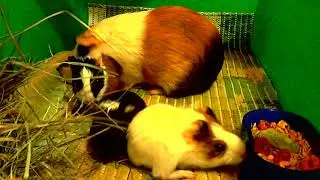 МОРСКИМ ПОРОСЯТАМ 5 ДНЕЙ!!! ИХ СНИМАЕТ СКРЫТАЯ КАМЕРА!!!