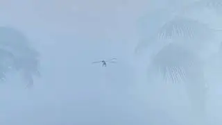 Somethings lurking beneath the Fog....