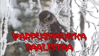 VARPUSHAUKKA SAALISTAA