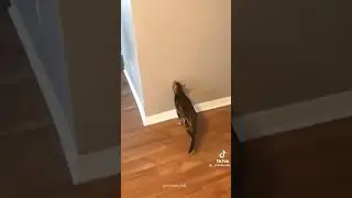 Funny Cats Compilation video from tiktok