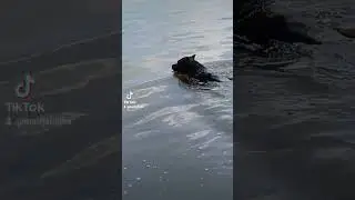 О такое!!! Стафф  плавает!!! #staffy #dog #собака #shortvideo