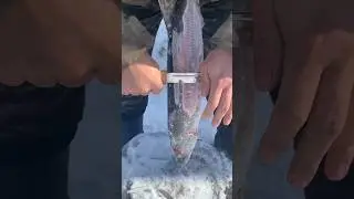 Тест ножа + мороженая щука. Большой якутский нож Стальные бивни. Быстрая чистка рыбы.