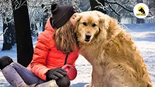 "The Ultimate Guide to GOLDEN RETRIEVER: Everything You Need to Know!"