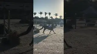Janine Schoffner’s Big Kahuna jumped great to finish 3rd of 59 horses this morning for 1.30 at WEF!