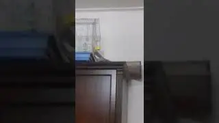 У нас пополнение?! Новый попугай в семье. Ричи(не в клетке) в шоке! Кеша разглядывает своего друга