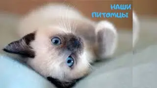 Наши сиамо-ориентальные котята