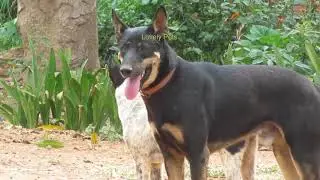 Dog mates.
