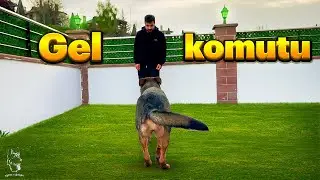 KOPEKLERDE GEL KOMUTU EĞİTİMİ🐶😍