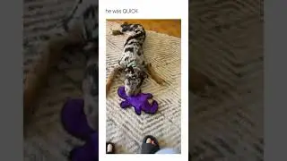 Dog Mom Tries to Cut Her Dog's Nails & THIS Happens! 😂 (Funny Dog Video) #shorts