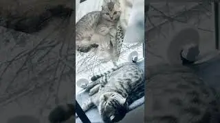 Любителям кошечек!🙋‍♀️мой ,,внучек’’😘#кот #садмоеймечты #cat #лайки #подпишись #настроение #зима