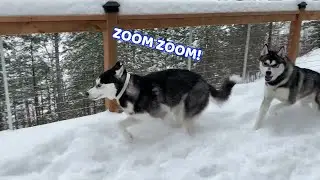 Cute Husky Brothers Play on Snowy Deck!