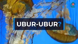 10 Fakta Unik Tentang Ubur-ubur