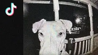 I THINK MY DOG IS A SKINWALKER!!1!