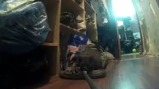 tiger_vs_koshka