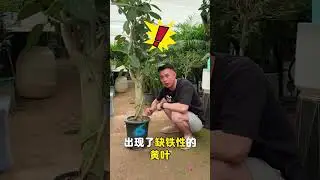 Why Does the Banyan Tree Turn Yellow or Drop Leaves First? Solve the Mystery