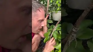 Inarching success: grafting exotic fruit trees (Easy)