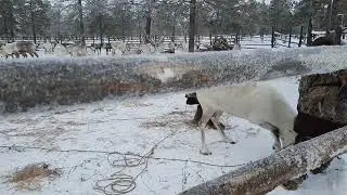 Стойбище Пяк на Катучее