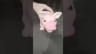 ASMR 🐖🐖🐖 SUPER CUTE 🐖🐖🐖 #trending #shorts #viral #satisfying #toys #asmrsounds