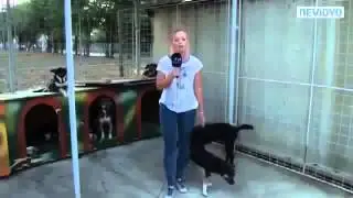 Пометил