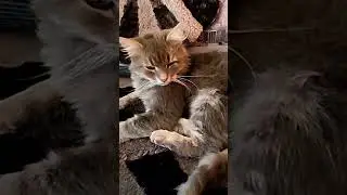 ПУЧЕБРЮХИЙ ГРИБОЖУЙ😩😀😂