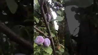 Слива Кабардинская ранняя