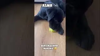 Кушает яблочко🍏 #собаки #щенки #животные #юмор #puppy #animals #dog #dogs #labrador #humor  #asmr