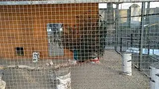 ПАВЛИН МАВЛИН 14.04.18