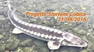 Progetto Storione Cobice - 21/09/2016