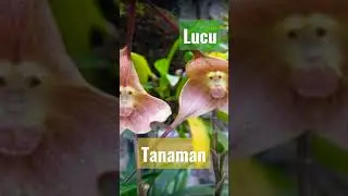 tanaman unik