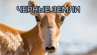 Жемчужина Калмыкии - заповедник 
