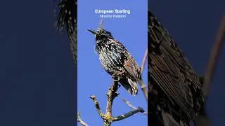 European Starling chattering away | Bird sounds #shorts