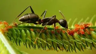 Prosumer Indo Macro Lensbong Phone Lens Sample