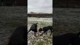 Битва Кане-Корсо за кольцо #canecorso #canecorsoitaliano #dog #канекорсо #троя