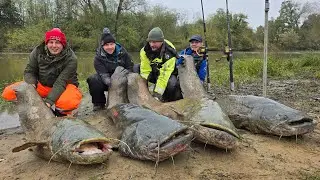 inwazja Knurów! 1Sum? 2sumy? 3sumy?Mózg płonie wędki zabiera! team szmaciarze feat @PolakoFishing