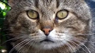 Мы Котики Там Где Вы Человеки Есть