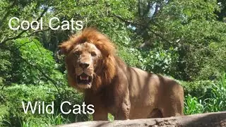 Cool Cats - Wild Cats