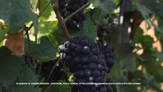 Wine and food of the Centre-Val de Loire