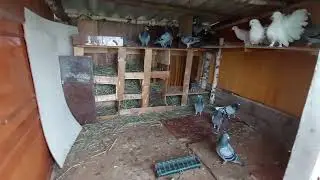 A new dovecote for minimal costs. Useful video.