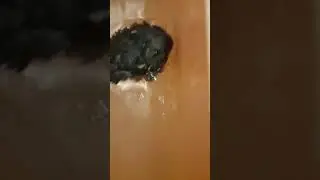 купается