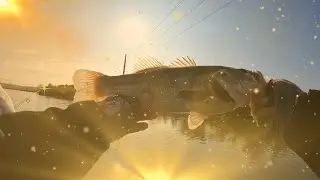 Fished a few ponds with my buddy Bill Smith. Caught some descent fish